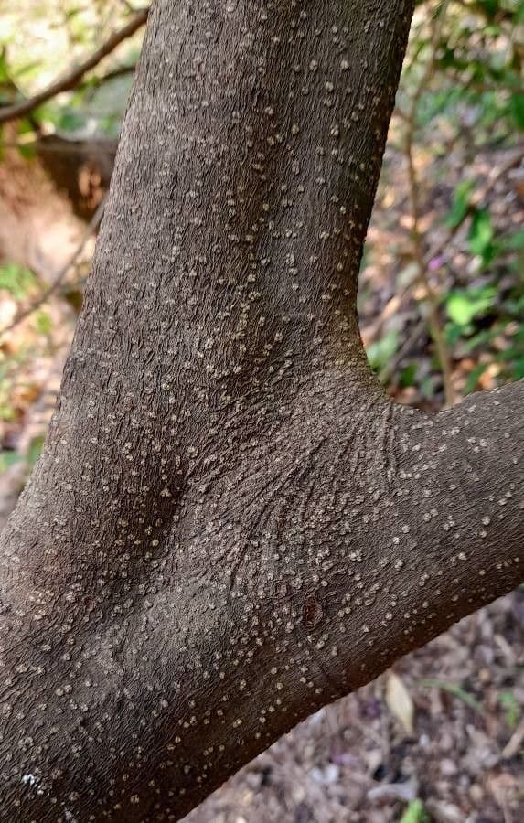 Pilocarpus pernatý 22