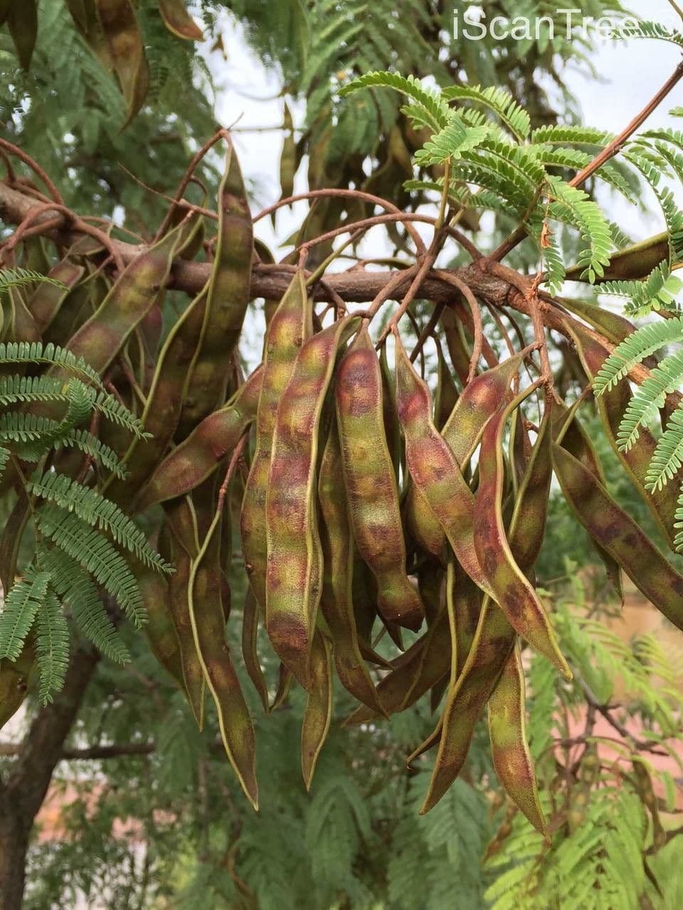 Senegalia