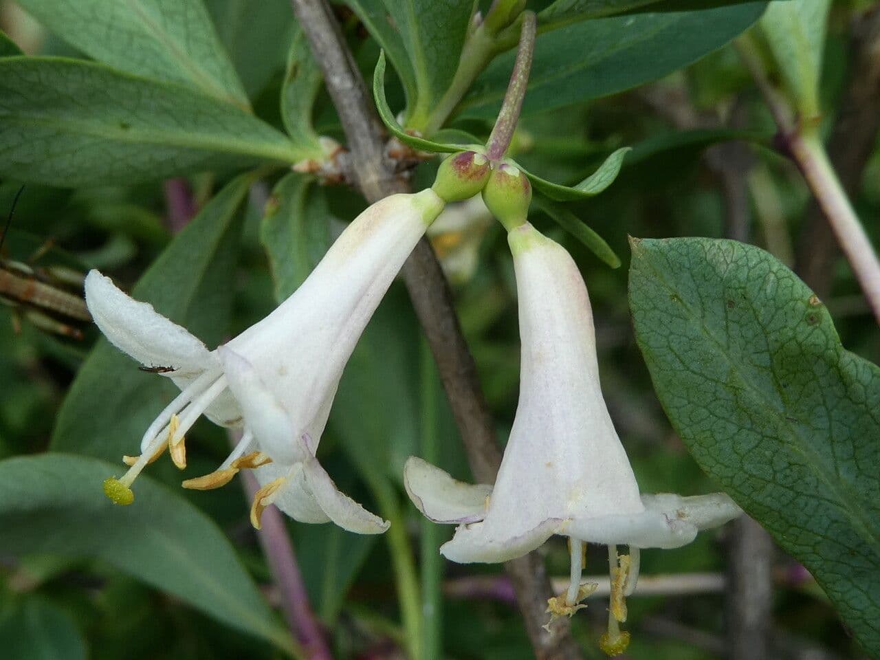 Caprifoglio pirenaico 9