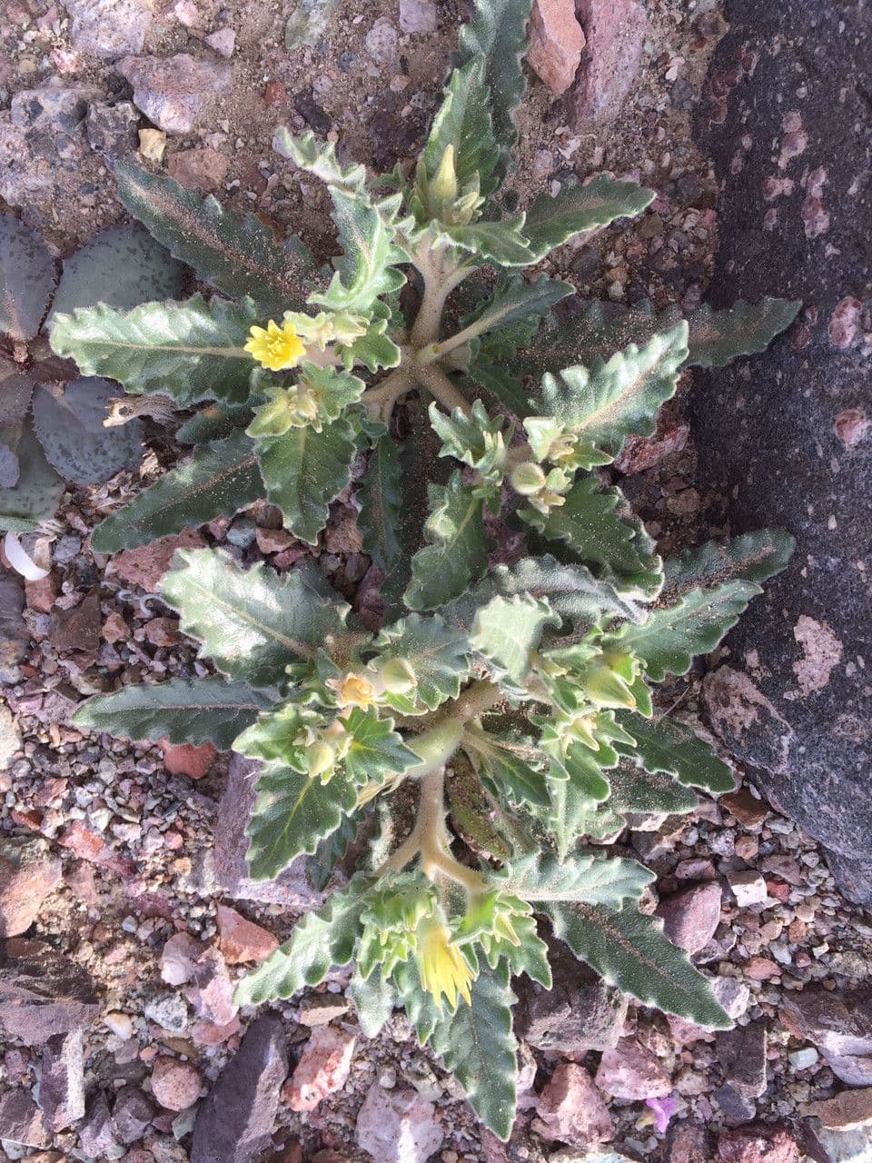Mentzelia 9