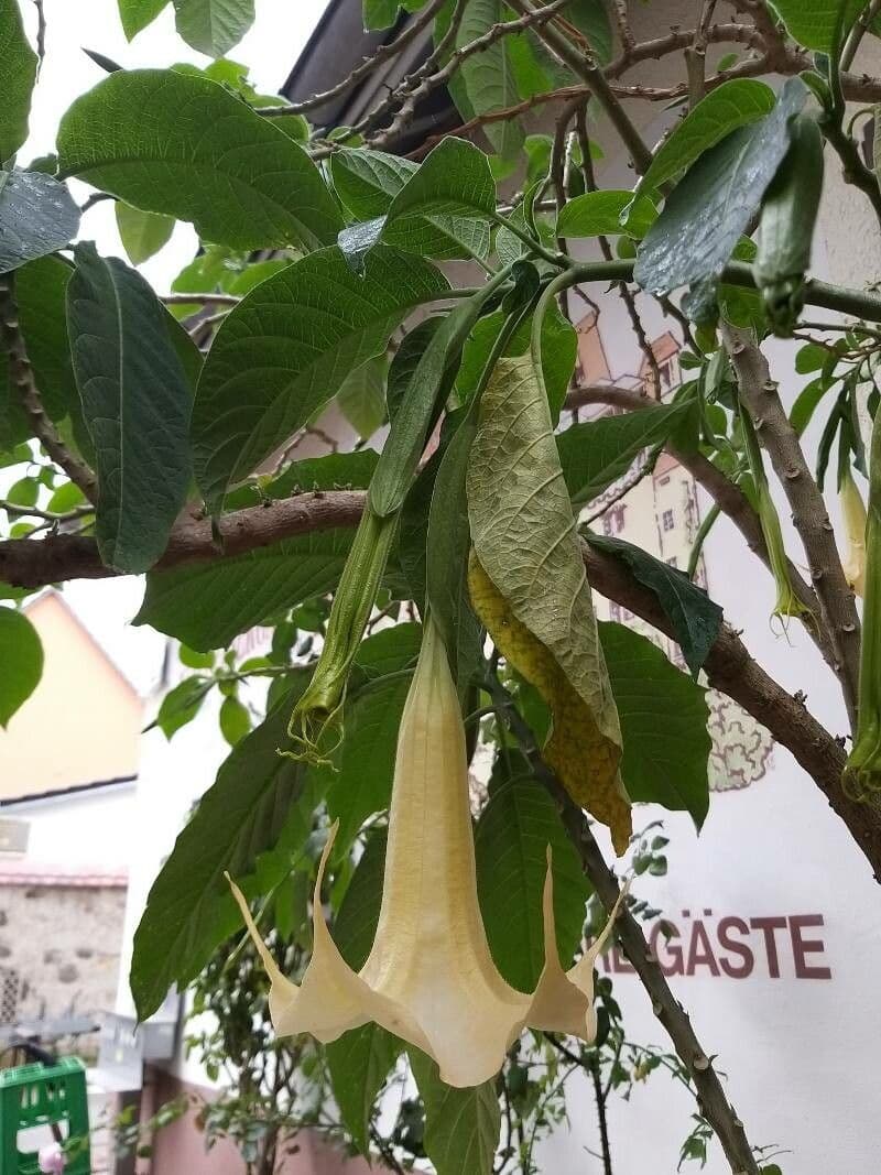 Trombetta degli angeli