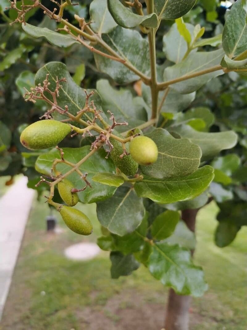 Bellota 2