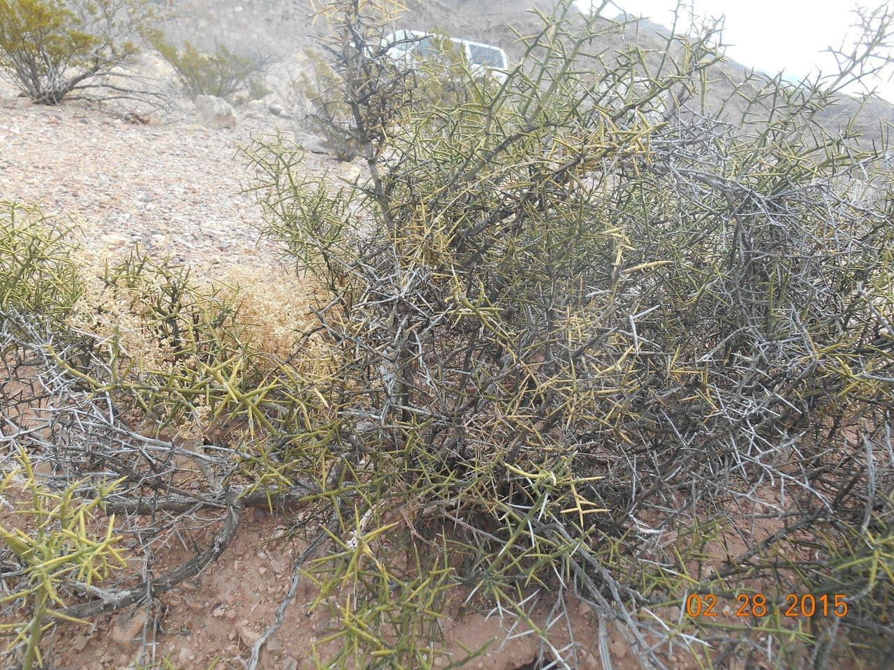 Corona di spine 6