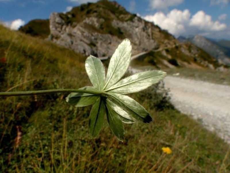 Przytulia blada 7