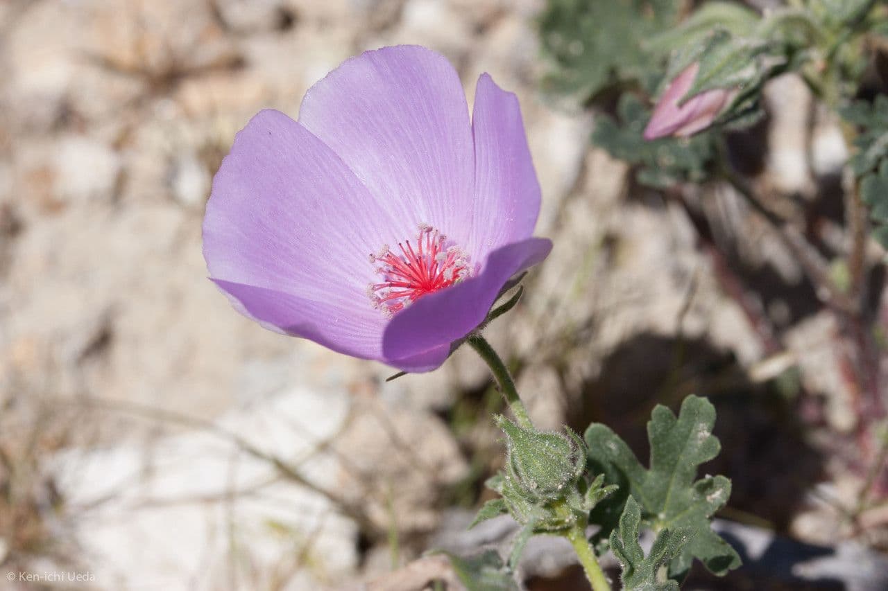 Malva di Parry 6