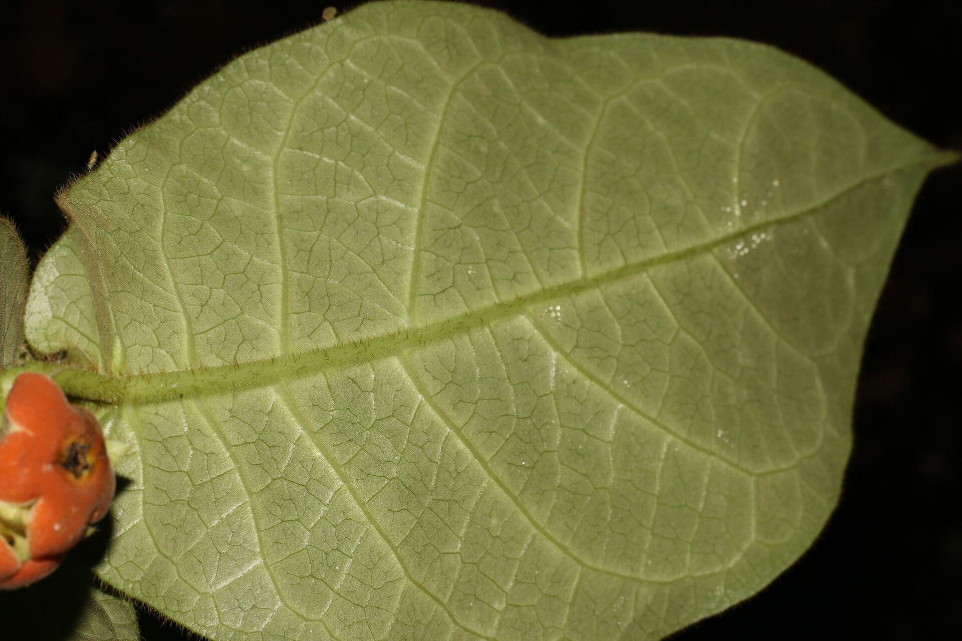 Macroscepis 9
