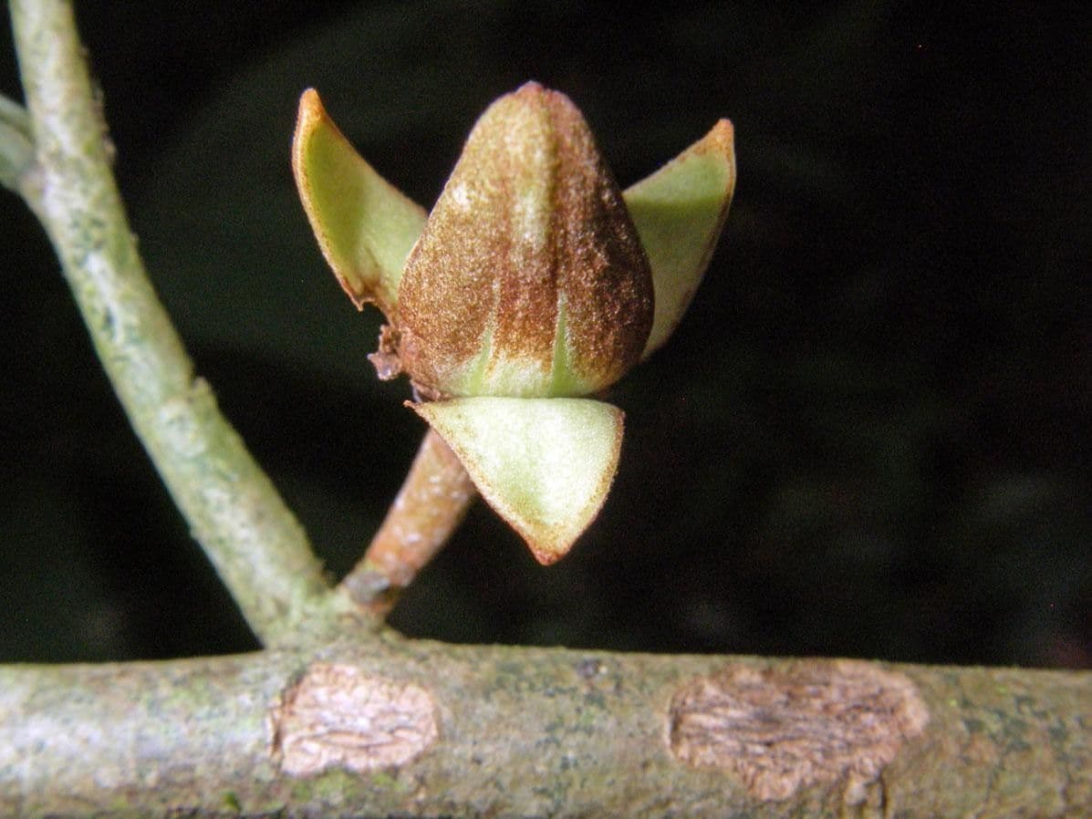 Anaxagorea 6