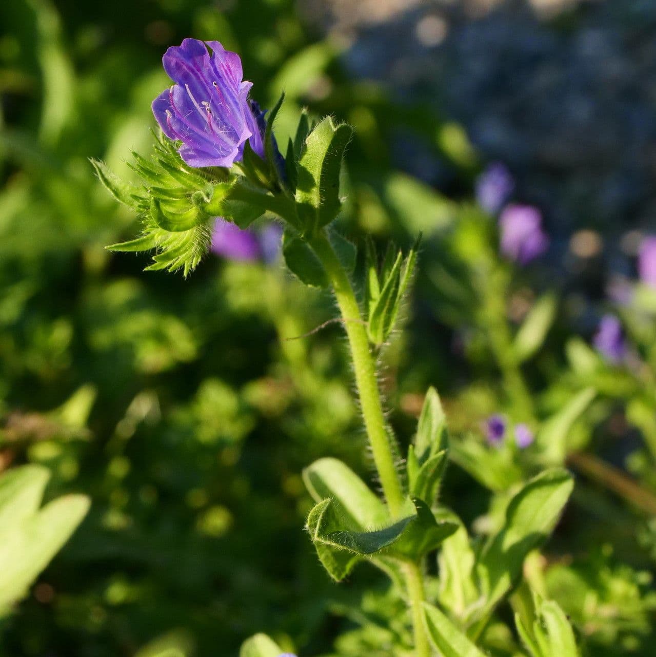 Flor morada 11