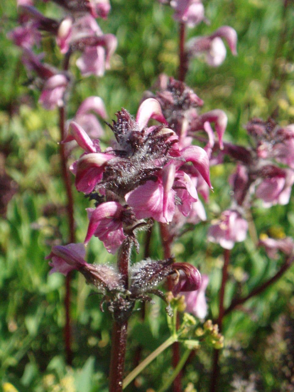 Pediculare 2