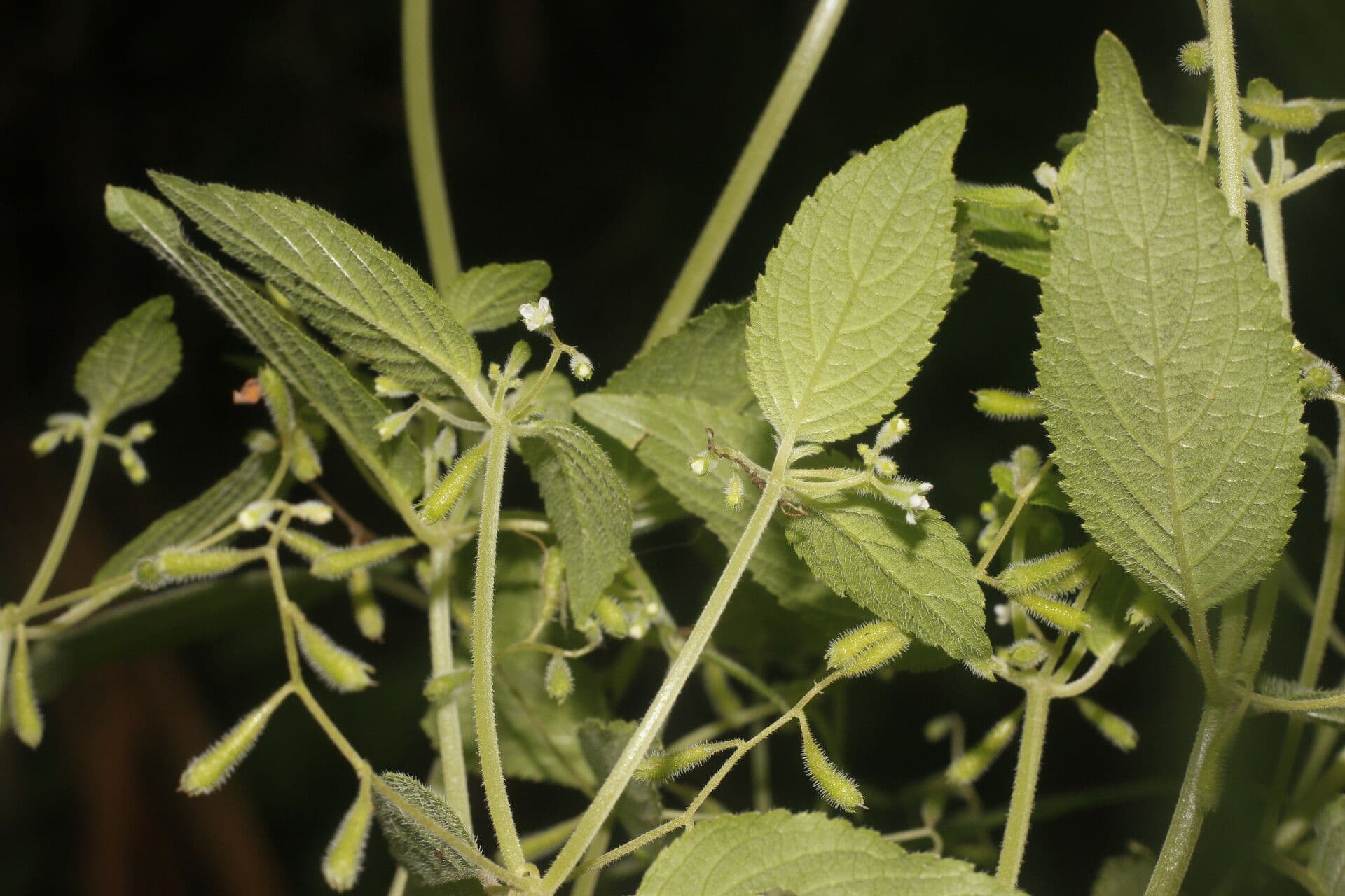 Klaprothia 4