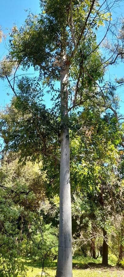 Großer Eukalyptus 4