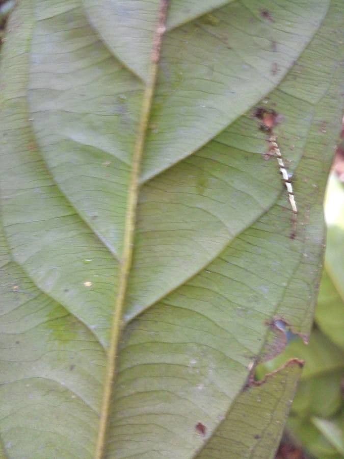 Pará-Cyrillopsis 7