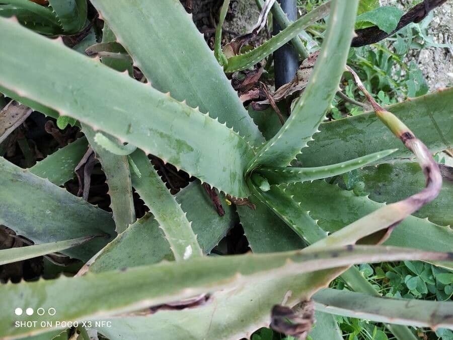 Aloe vera 25
