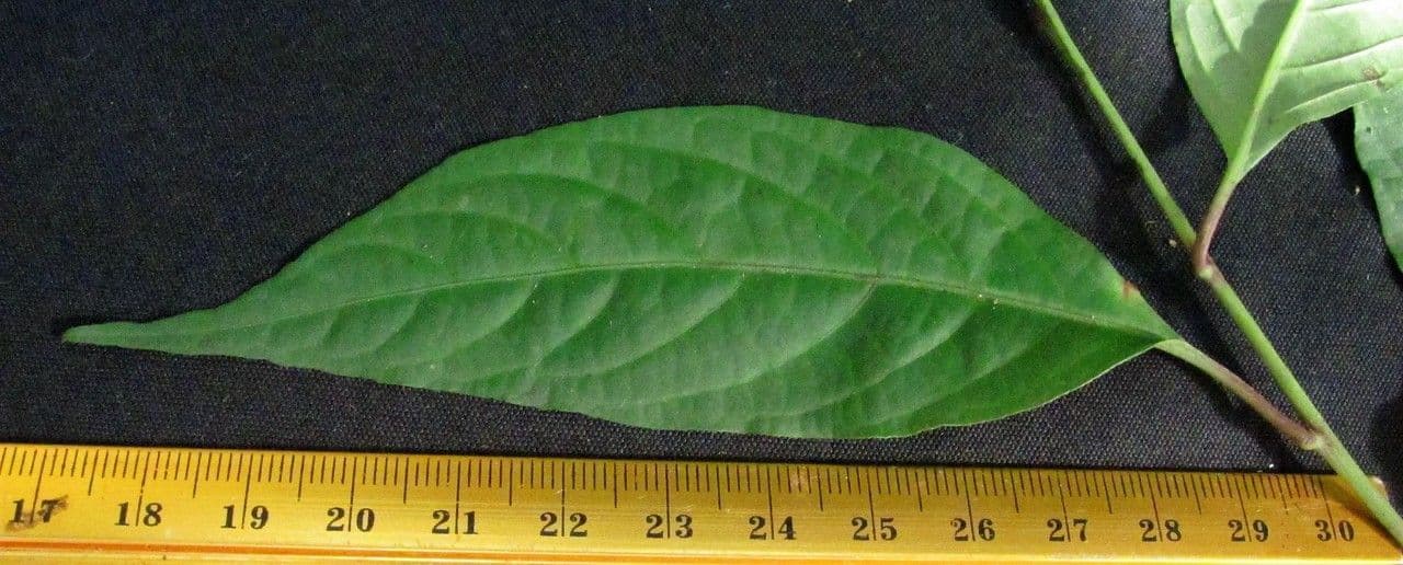 Pleuropetalum 14