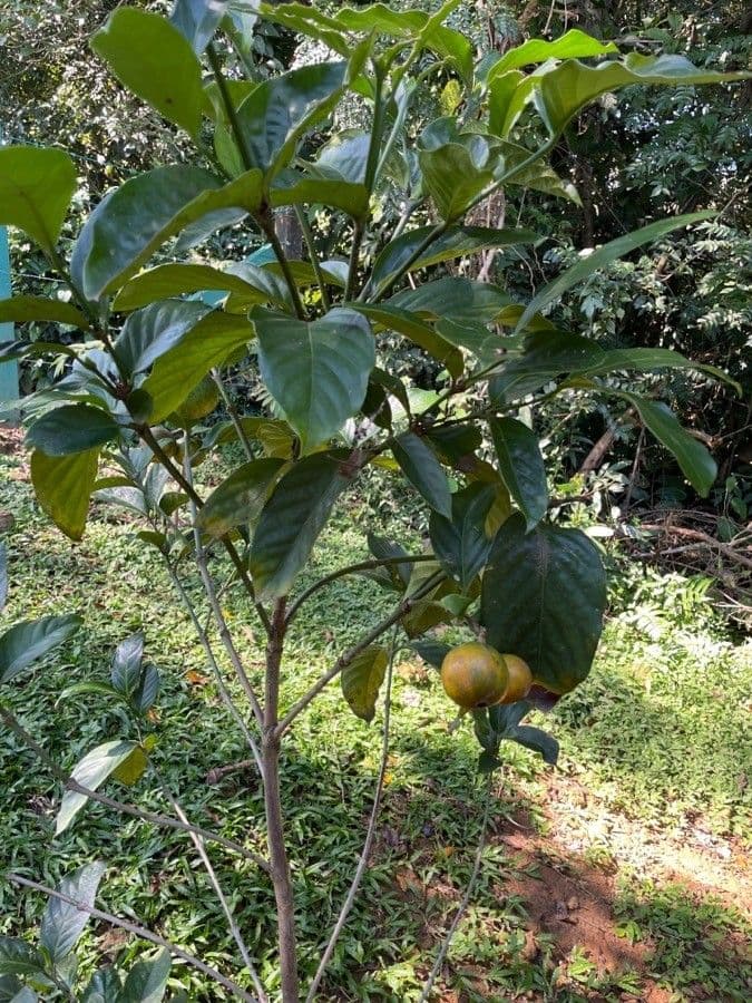 Posoqueria latifolia 5