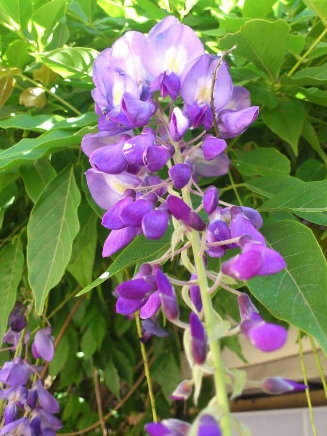 Bolusanthus 4
