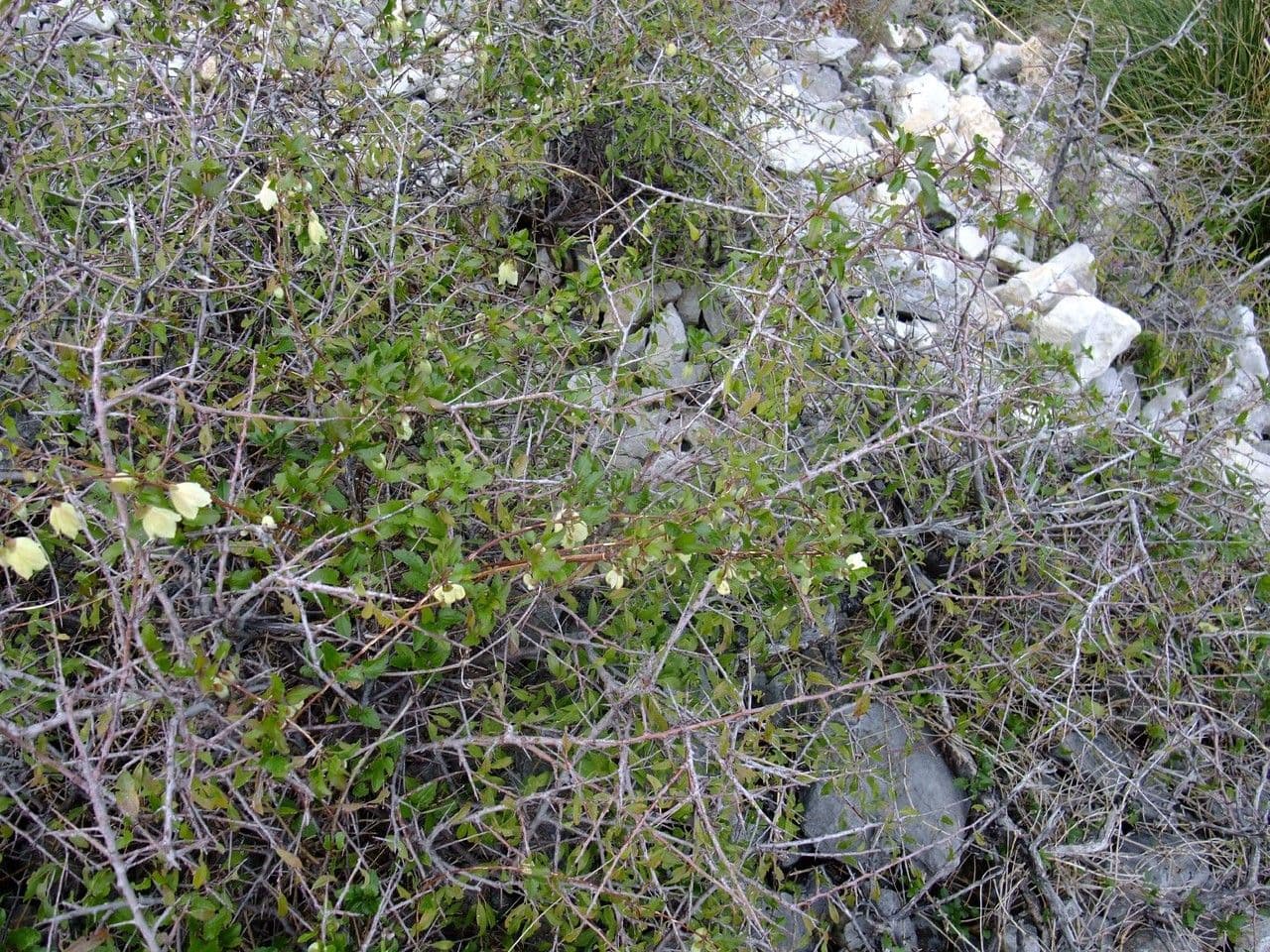 Clematis cirrhosa 12