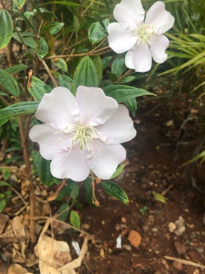 Enagra californiana 7