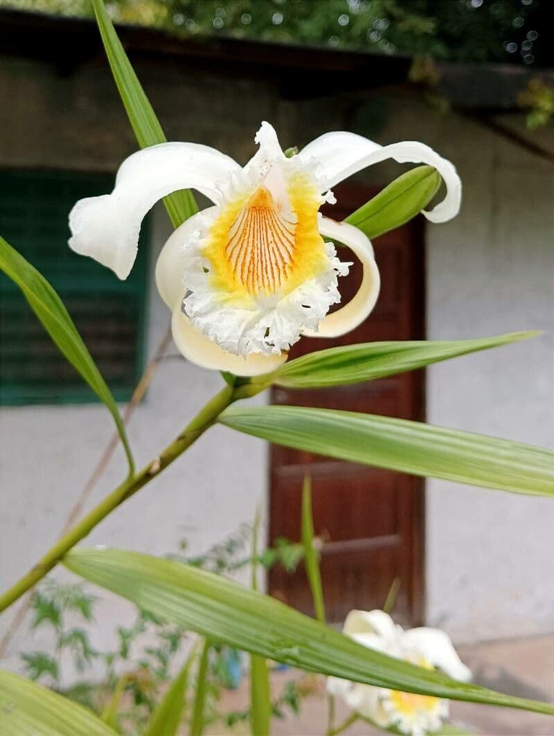 Sobralia 2