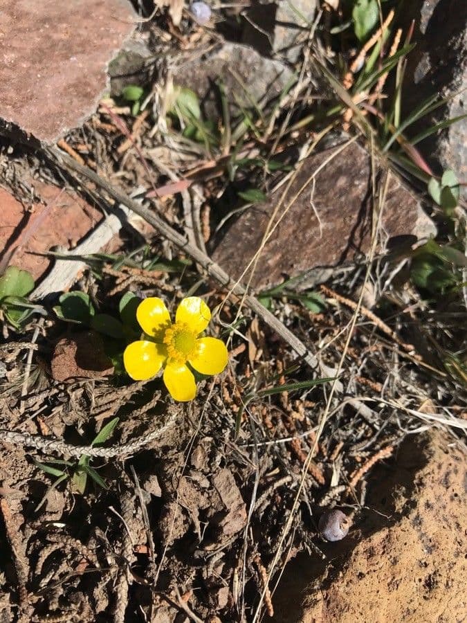 Ranunculus glaberrimus 6