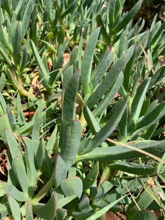 Carpobrotus chilensis 7