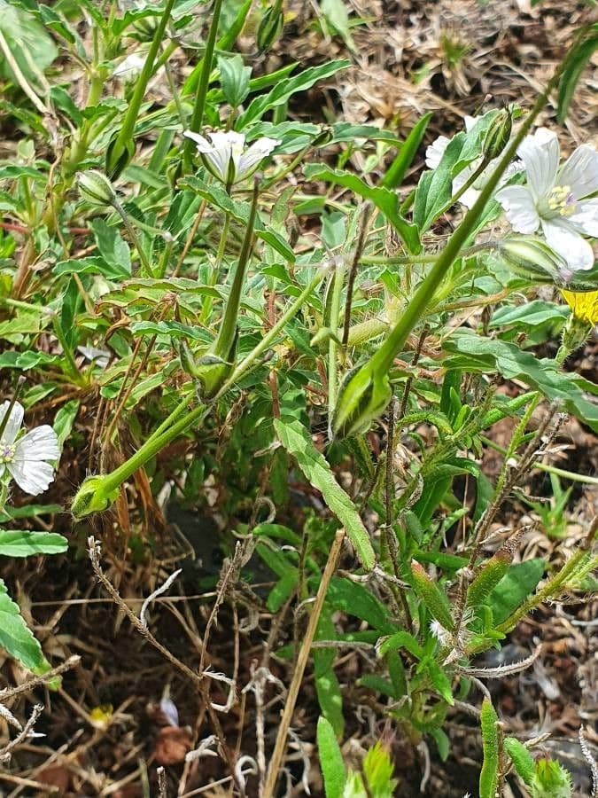 Schmalblättrige Monsonia 2