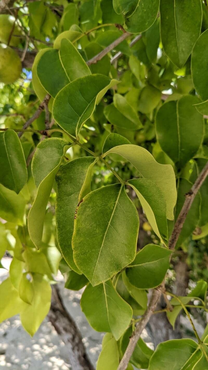 Xylocarpus 3