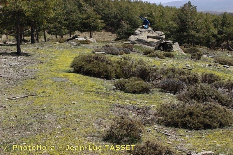Alyssum minutum 15