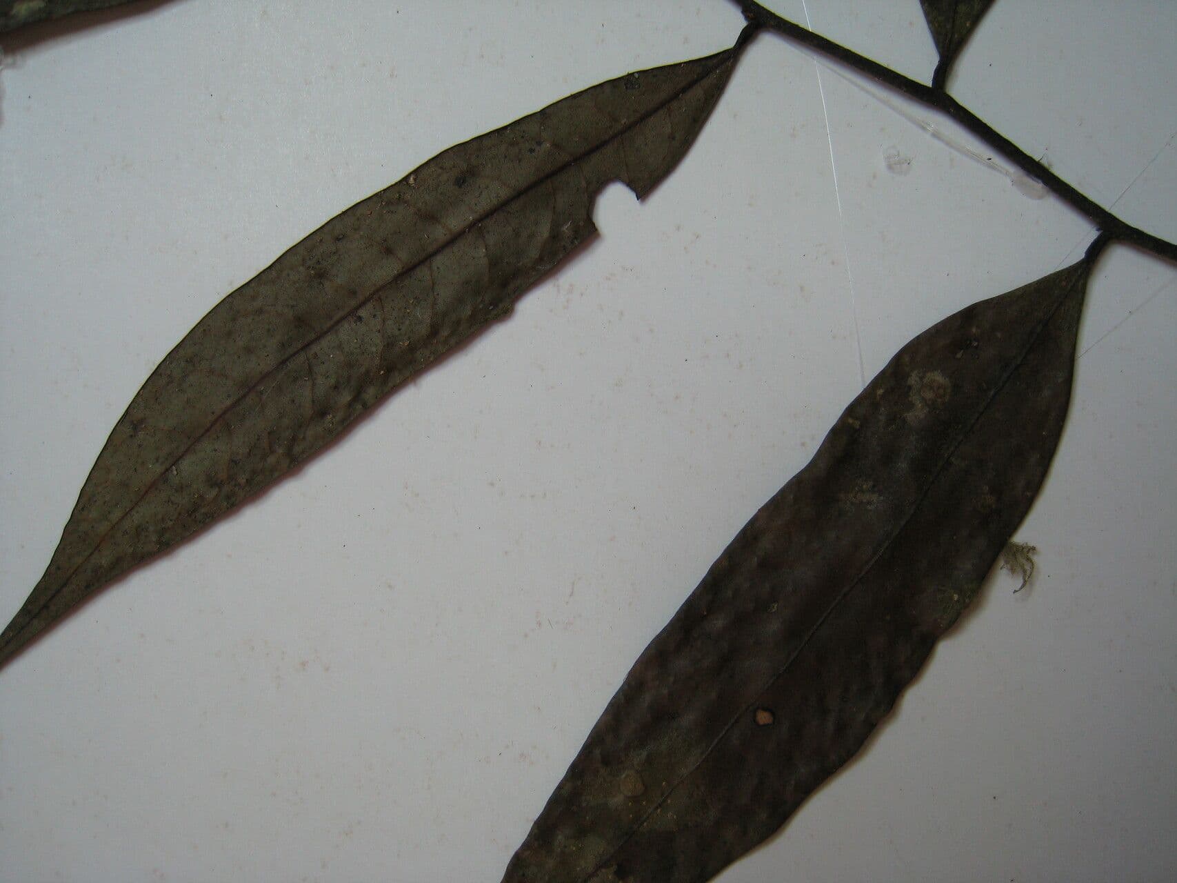 Unonopsis 5