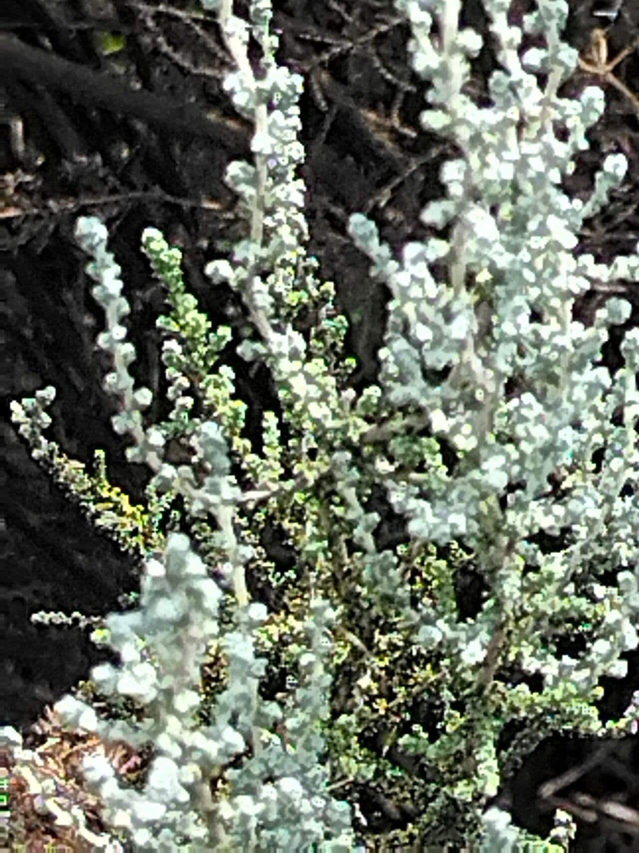 Seriphium plumosum