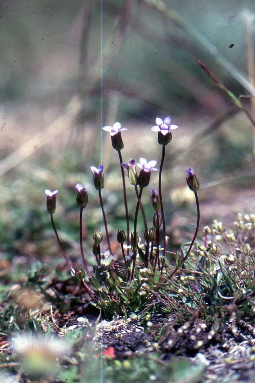 Comastoma tenellum 7