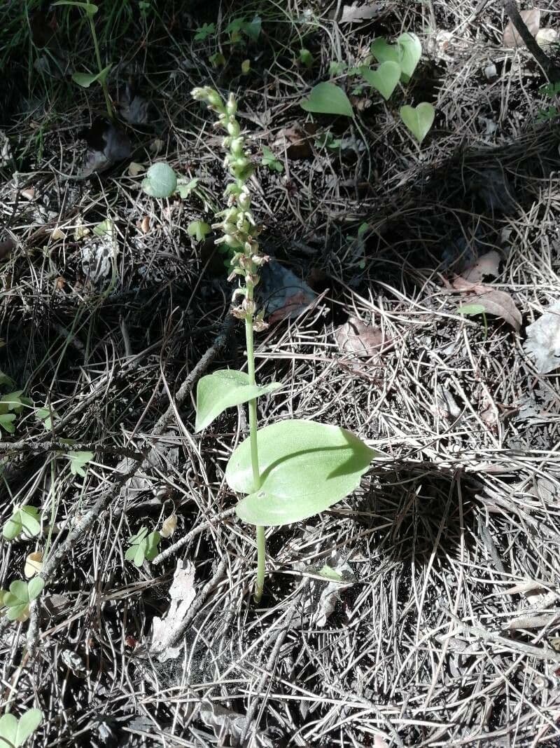 Gennaria diphylla 19