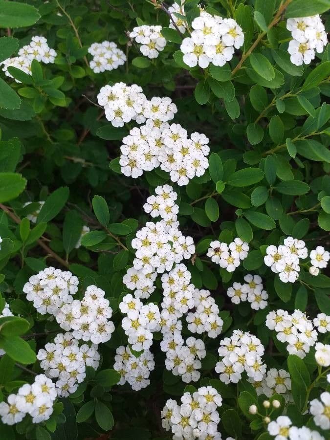 Spirea giapponese 9