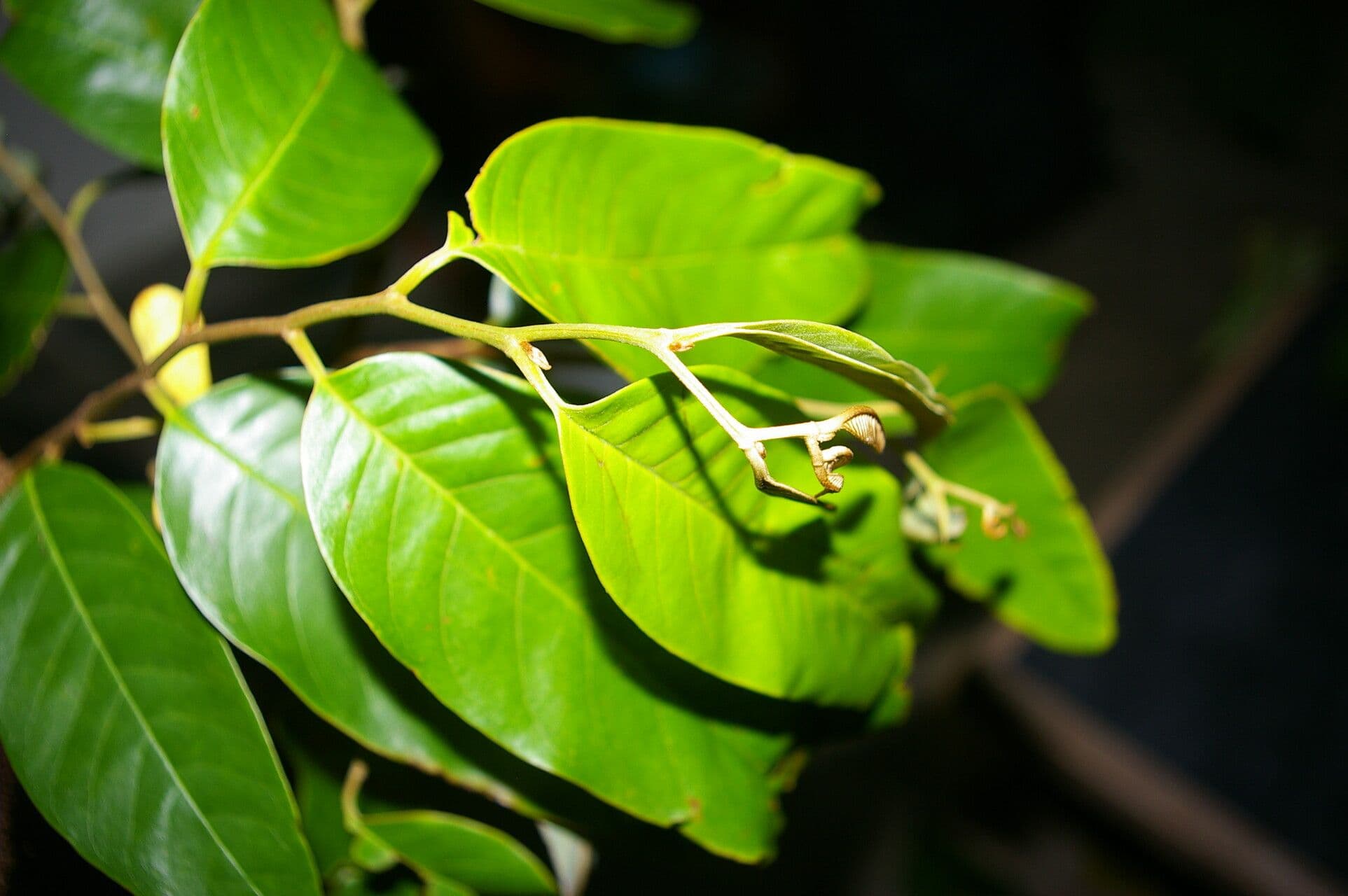 Annona papilionella 4