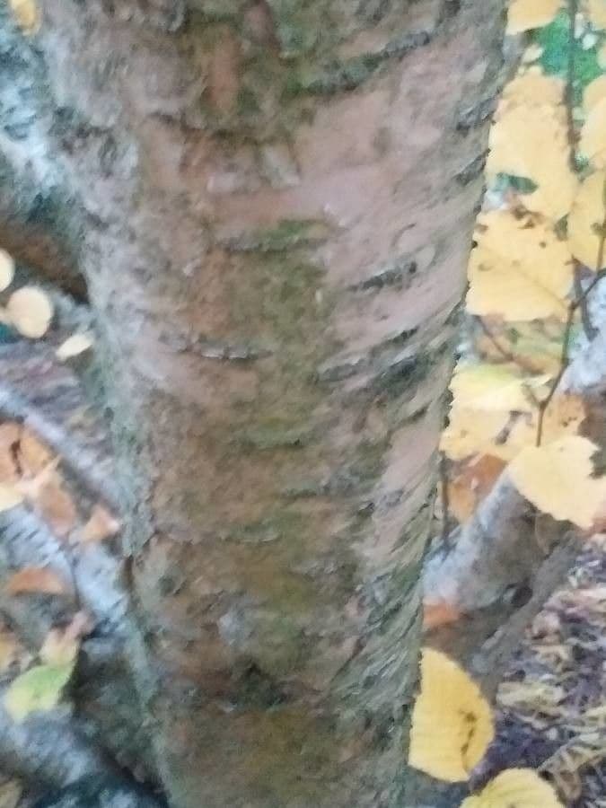 Bříza Medvěděvova 16
