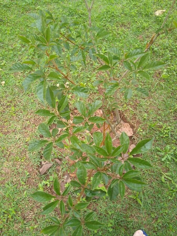 Vitex megapotamica 10