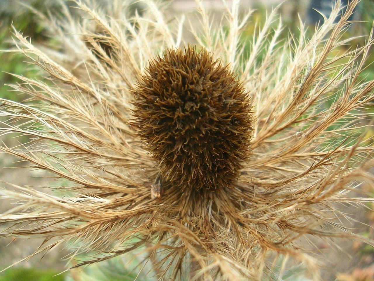 Alpen-Mannstreu 4