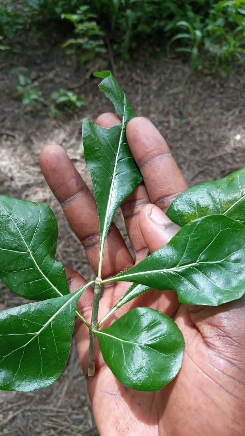 Gardenia ternata 13