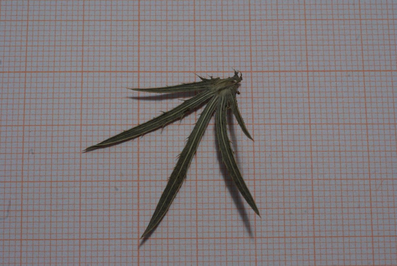 Panicaut 4