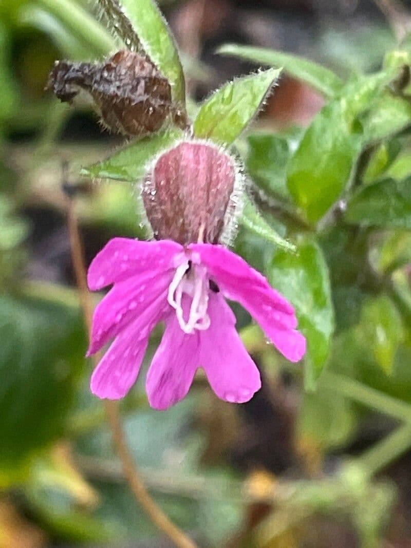 Silene dioica 9