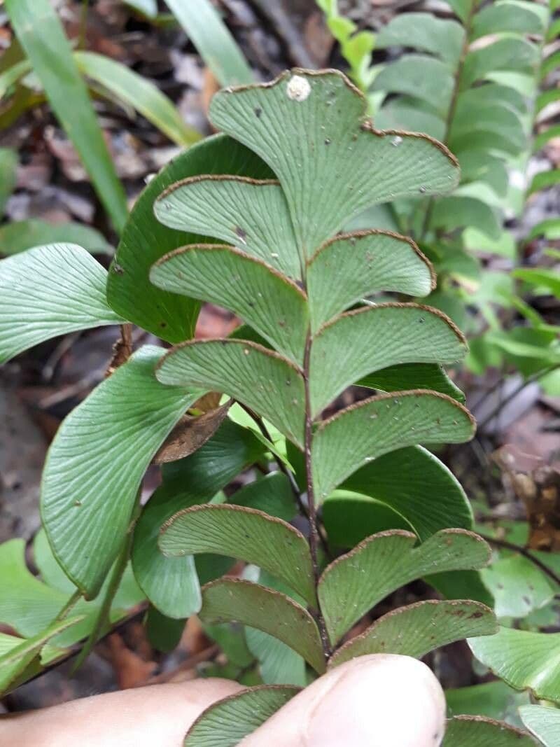 Lindsaea schomburgkii