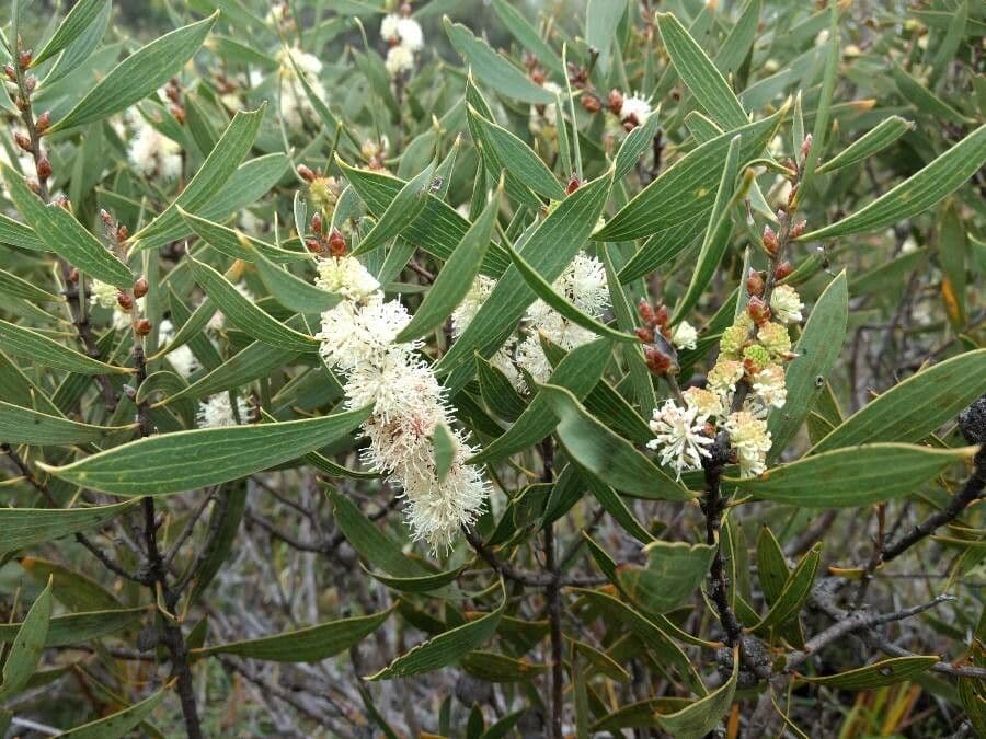 Hakea dactiloida 4