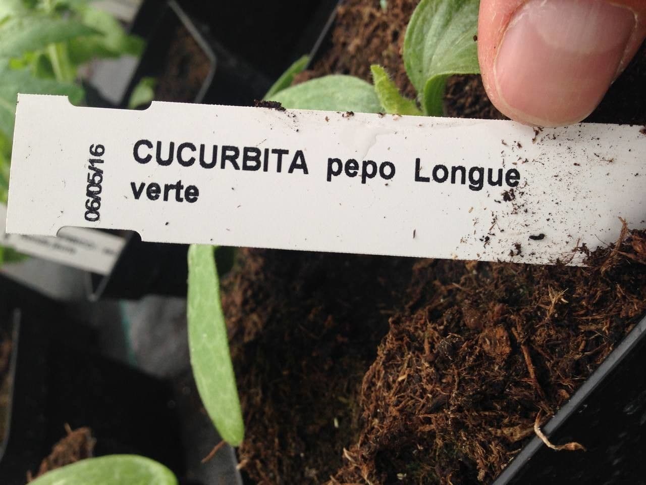 Bitter bottle gourd 26