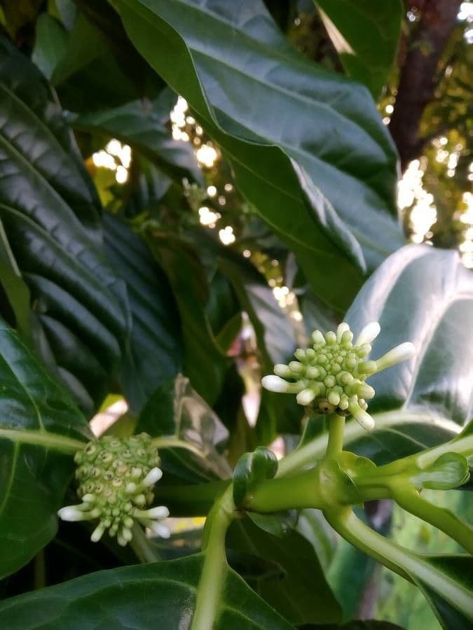 Indische Maulbeere 9