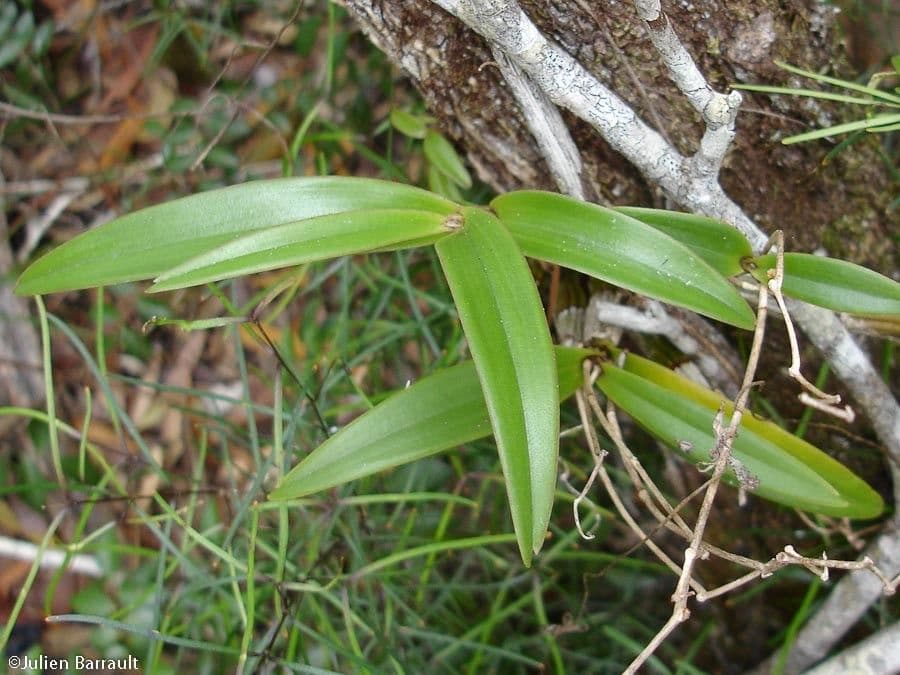 Dendrobium 12