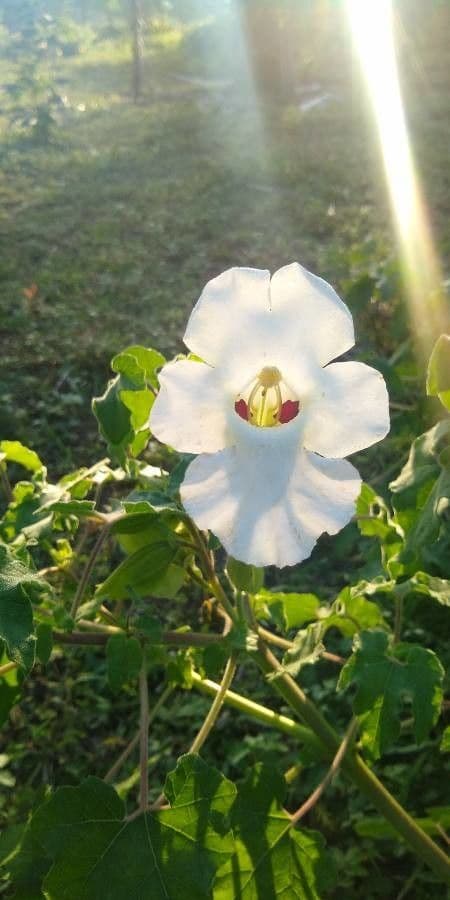 Craniolaria 4