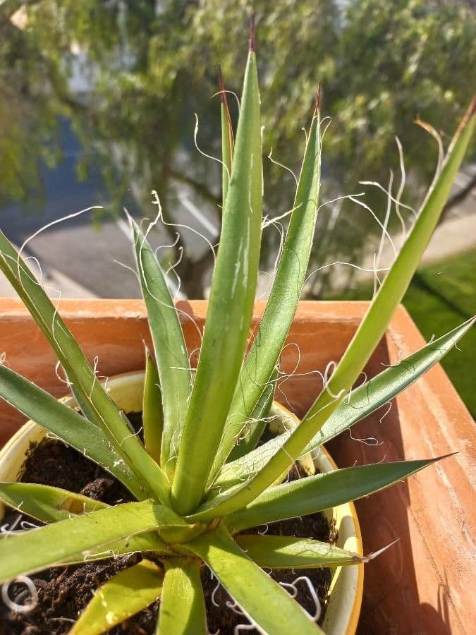 Agave 4