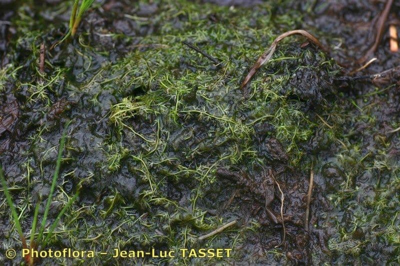 Erba-vescica minore 28
