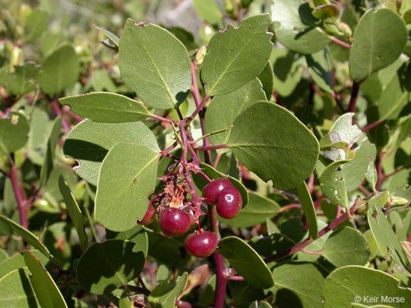 Arbutus patula 4