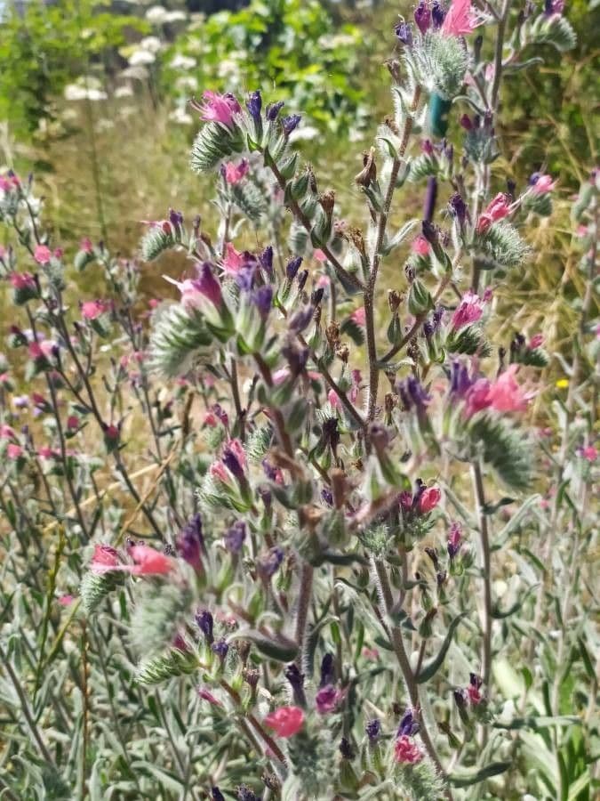 Echium angustifolium 6